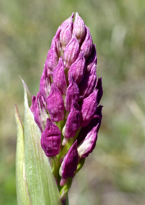 Orchis militaris, Orchis purpurea, Orchis x hybrida  Preappennino aquilano -  2022.